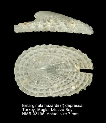 Emarginula huzardii (f) depressa.jpg - Emarginula huzardii (f) depressa Risso,1826